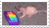 Neil banging out the tunes, photo of a beloved rat playing with a tiny xylophone
