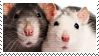 rat stamp